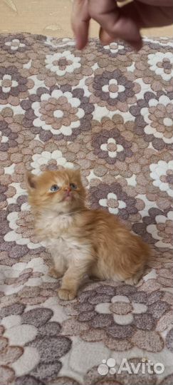 Отдам котенка