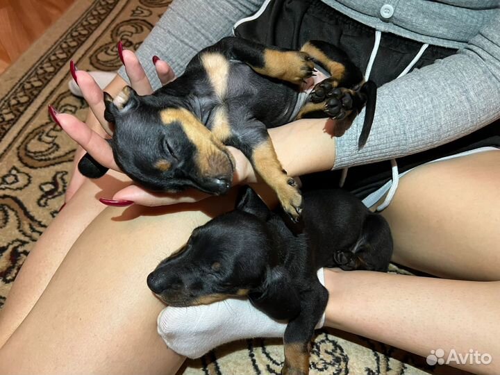 Щенки стандартной таксы
