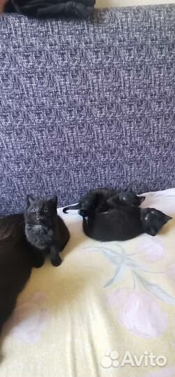 Домашние животные кошки