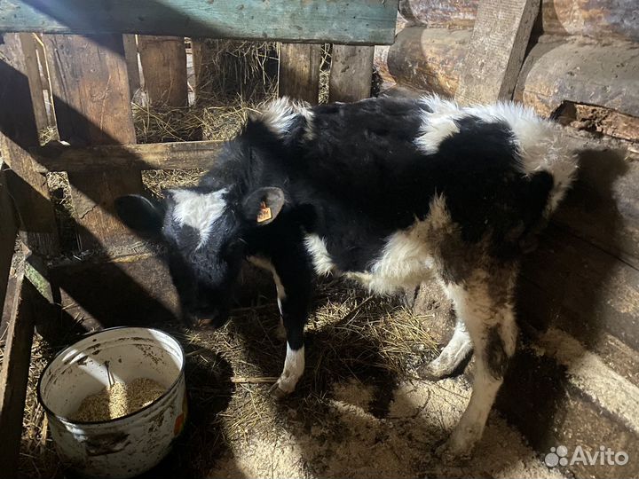 Телята телки