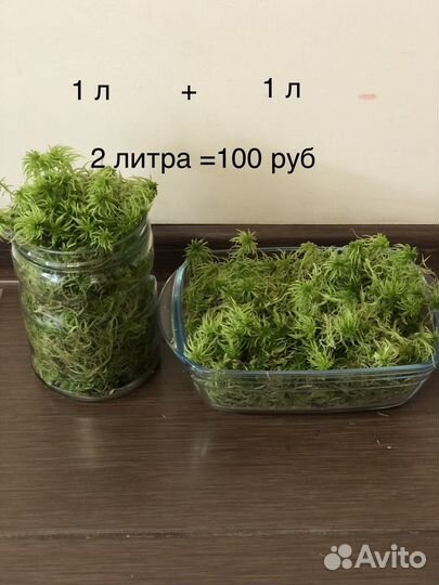 Мох сфагнум живой