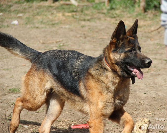 Немецкая овчарка