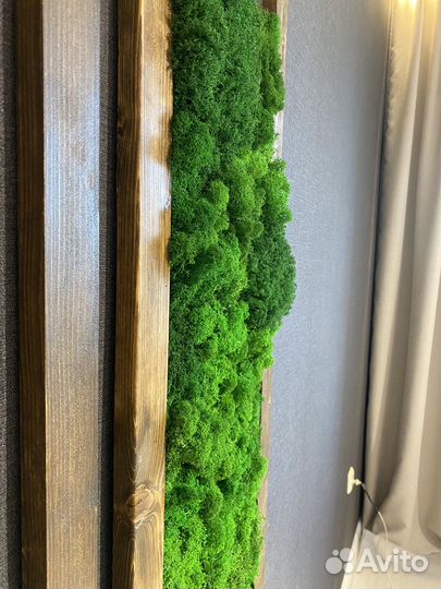 Стабилизированный мох