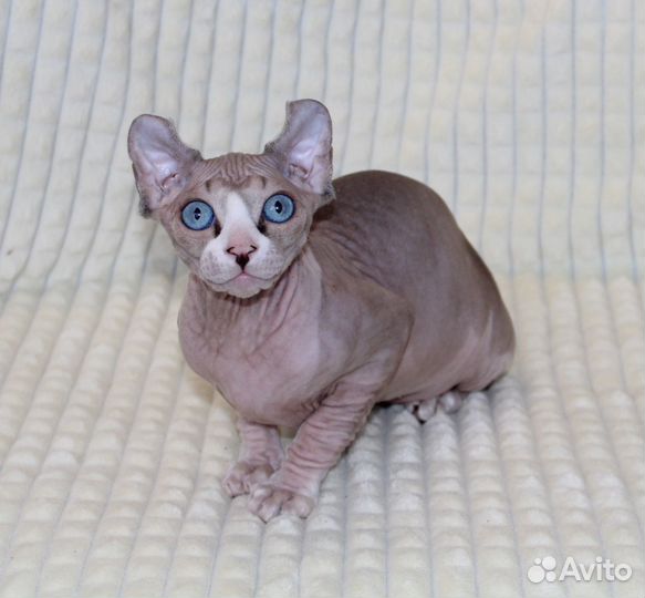 Котята сфинкс эльф