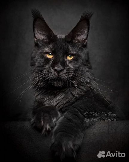 Кошка мейн-кун