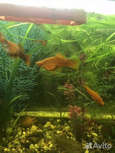 Аквариумные рыбки