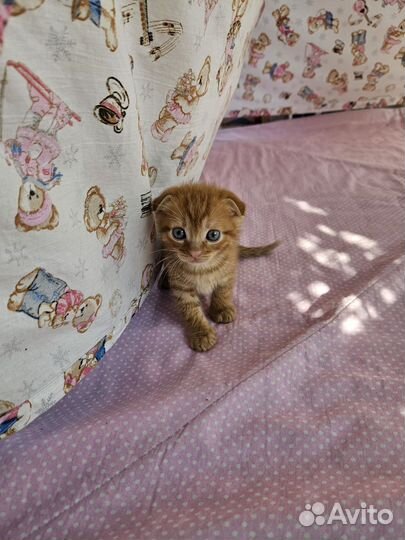 Британские котята