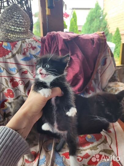 Отдам котёнка в хорошие руки. Бесплатно