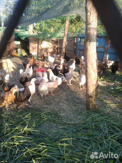 Куры молодки