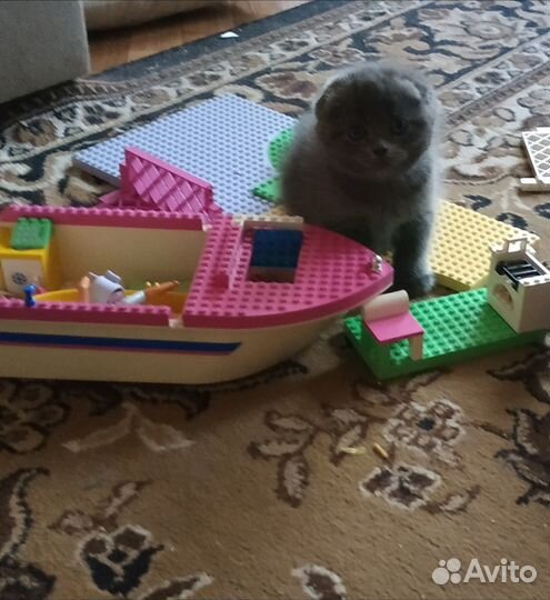 Вислоухие котята