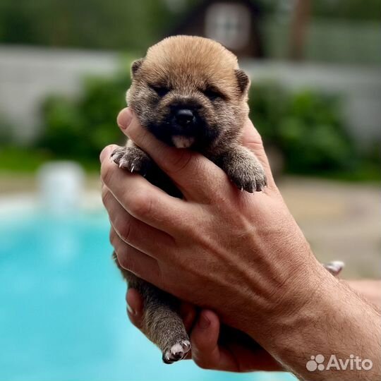 Щенки Сиба-Ину, документы РКФ