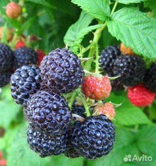 Саженцы ежемалины