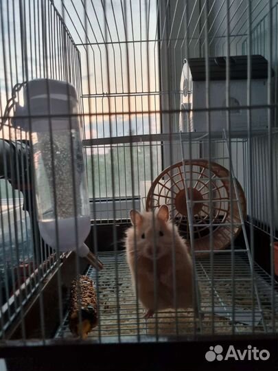Хомяк и клетка