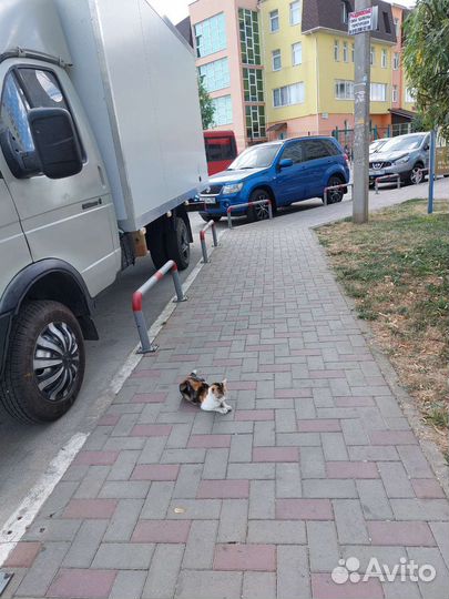 Трехцветный котенок