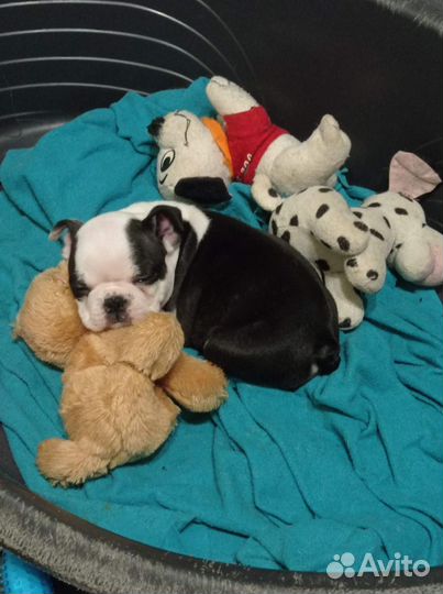 Шикарная девочка бостон терьер