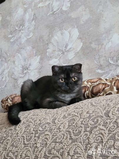 Шотландская кошка
