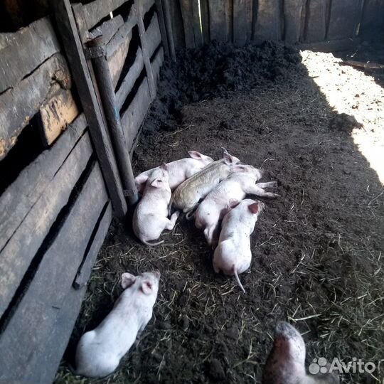 Поросята