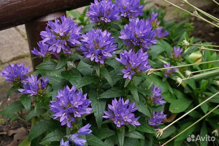 Цветы садовые