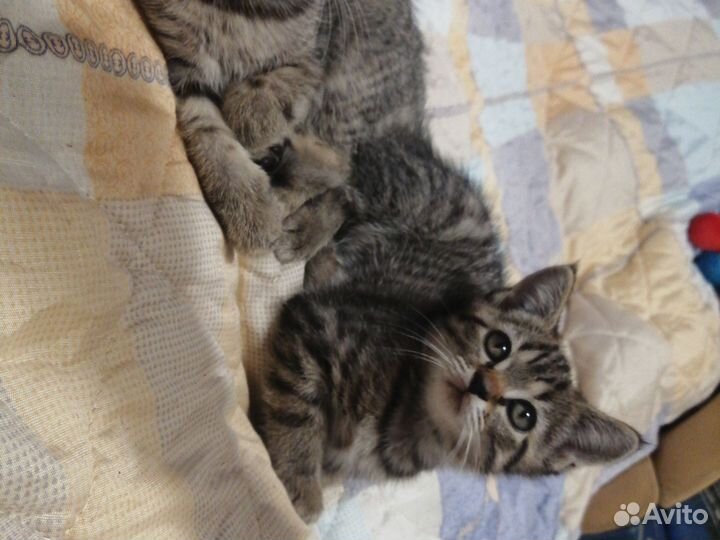 Кошки шотландцы