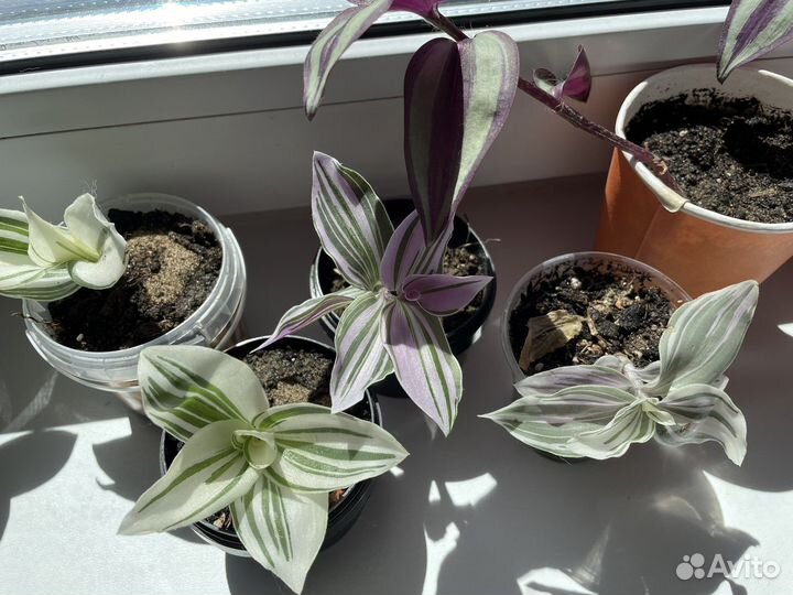 Традесканция 3 вида
