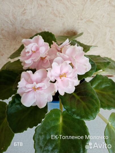 Ук. листы фиалки с детками