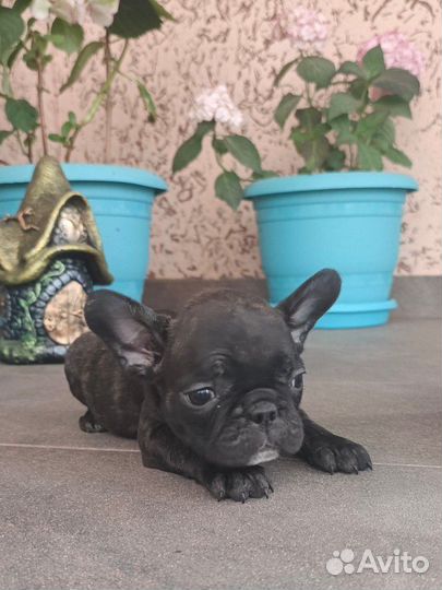 Французский бульдог