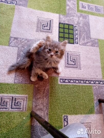 Отдам котенка в добрые руки