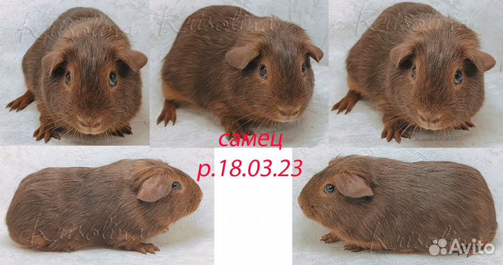 Морская свинка короткошерстная
