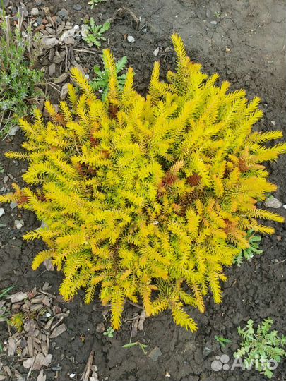 Седум очиток почвопокровник