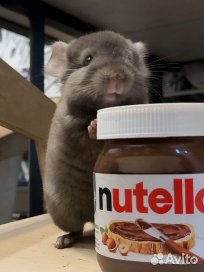 Шиншилленок из питомника