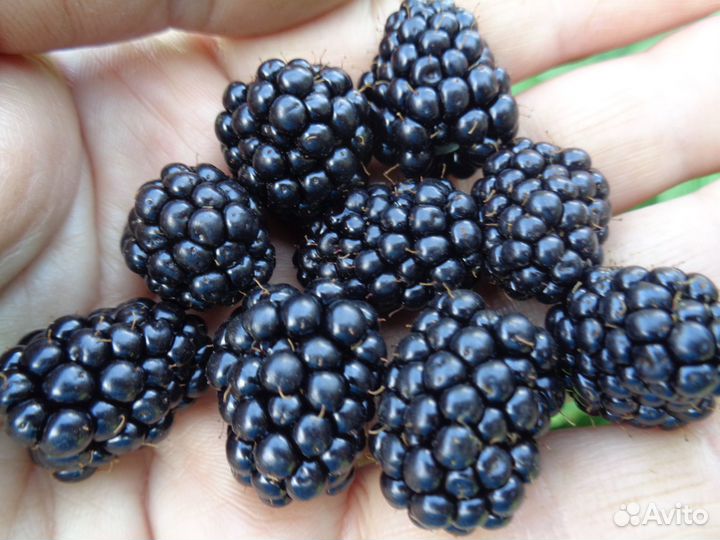 Саженцы ежевика, барбарис