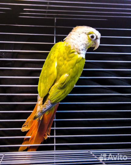 Попугай пиррура (птенцы)