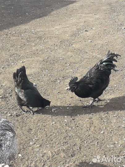 Петухи породистые