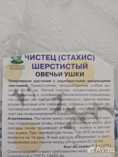 Чистый (стахис)многолетний