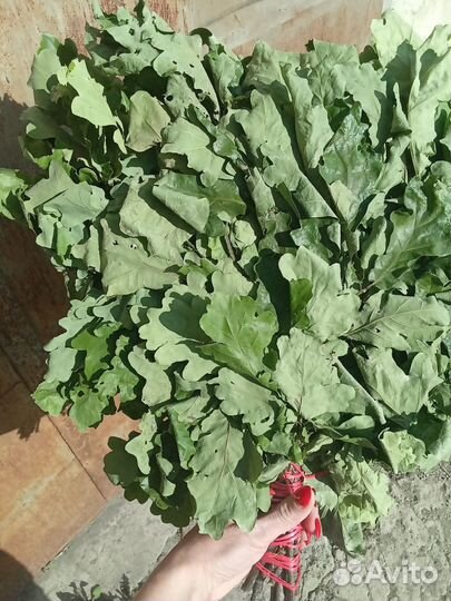 Дубовые веники для бани