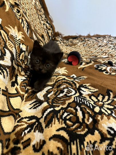 Отдам котенка