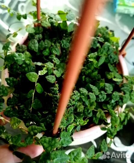 Фикусы срезом