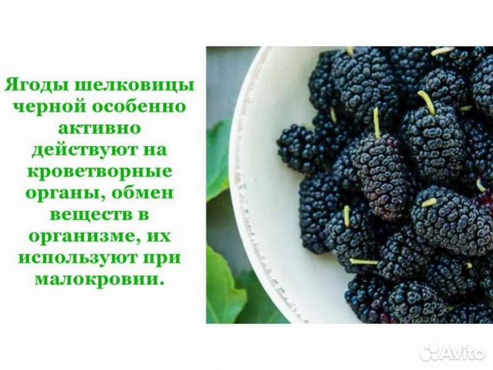 Шелковица из армении