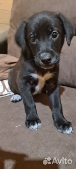 Щенки лабрадора в добрые руки