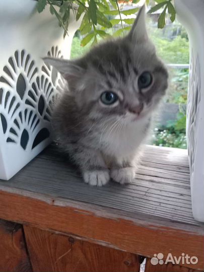 Котята отдам в добрые руки бесплатно