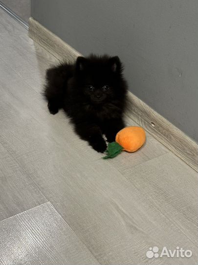 Померанский шпиц мини