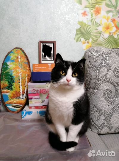 Отдам кота в добрые руки