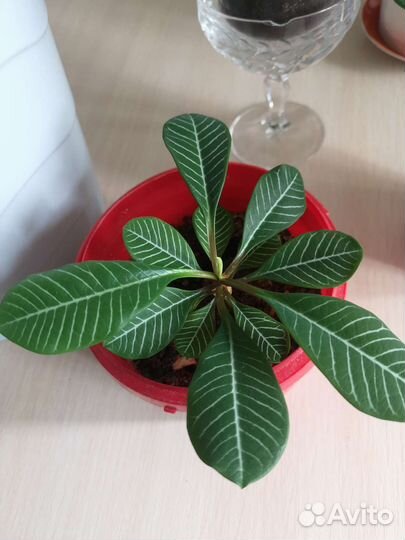 Молочай беложилковый. Комнатное растение