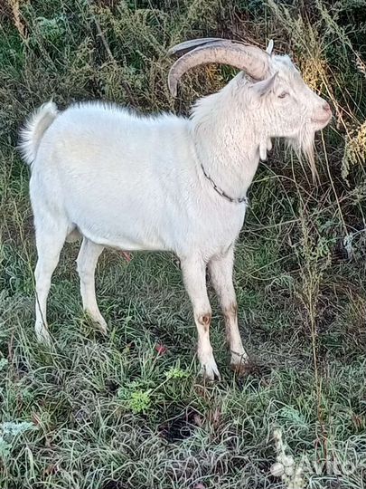 Козы и козлы