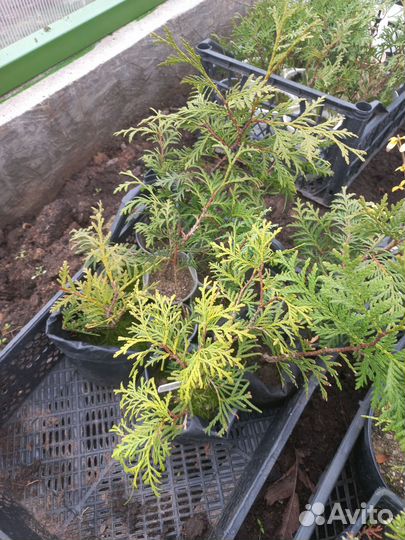 Туя западная брабант