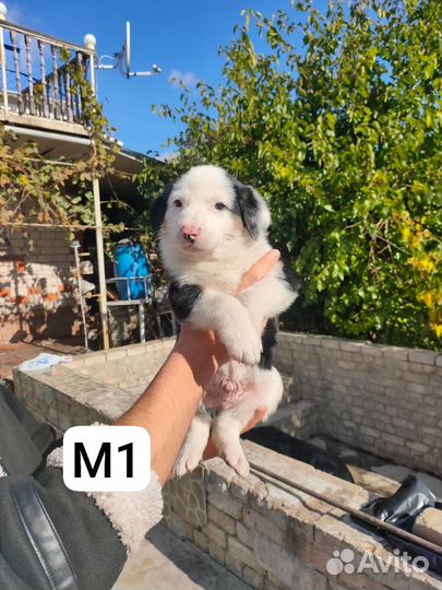 Собаки щенки бесплатно
