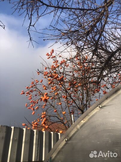 Саженцы хурмы в горшках круглый год