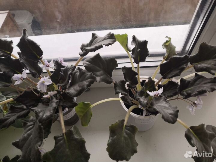 Фиалка нежно-сиреневая