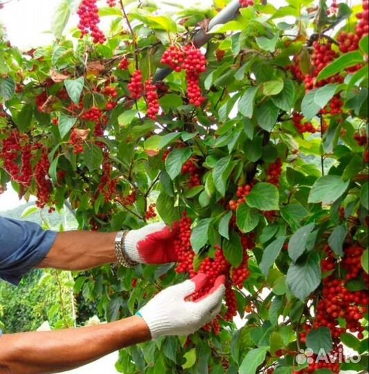 Лимонник саженец