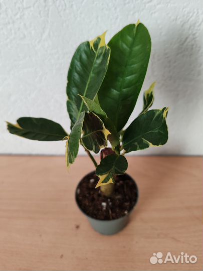 Кротон тамара